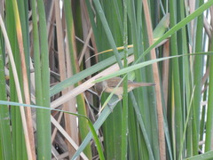 Acrocephalus australis