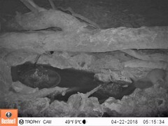 Petaurus norfolcensis