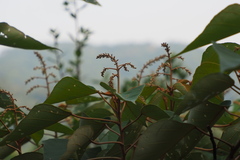 Mallotus paniculatus