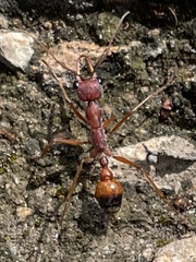 Myrmecia nigriscapa