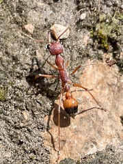 Myrmecia nigriscapa