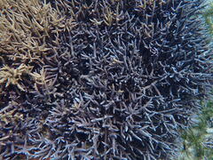 Acropora yongei