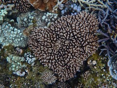 Pocillopora