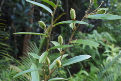 Helicteres angustifolia