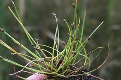 Eleocharis flavescens