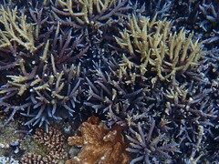 Acropora yongei