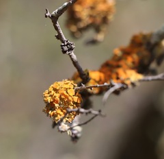 Teloschistes chrysophthalmus