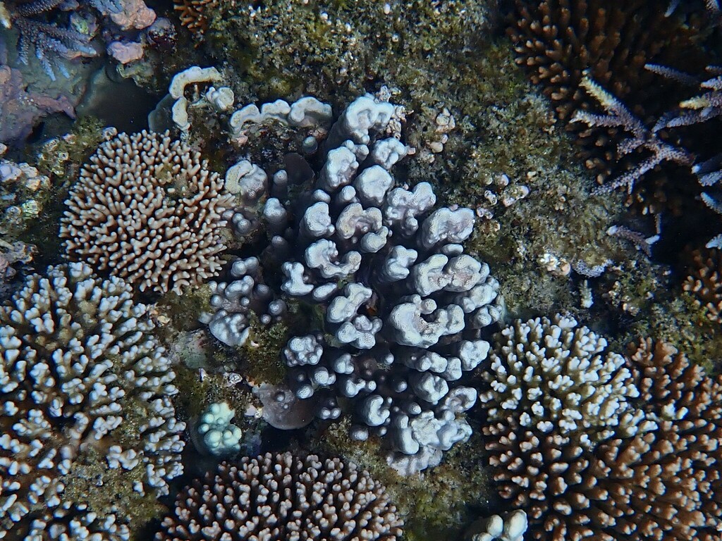 Porites heronensis