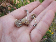 Psilocybe gallaeciae