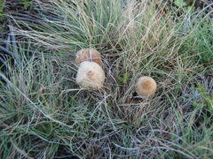 Psilocybe gallaeciae