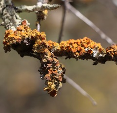 Teloschistes chrysophthalmus
