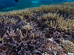 Acropora yongei