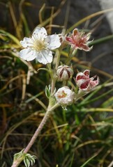 Potentilla alchimilloides
