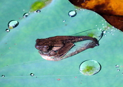 Polypedates otilophus