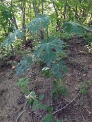 Cnidoscolus megacanthus