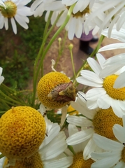 Carpocorini