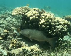 Plectropomus leopardus