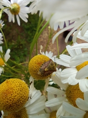 Carpocorini