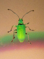 Myllocerus