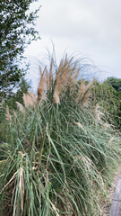 Cortaderia selloana