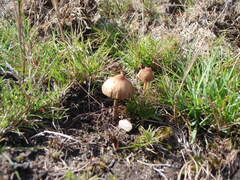 Psilocybe gallaeciae