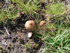 Psilocybe gallaeciae