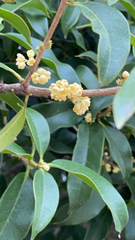 Osmanthus fragrans