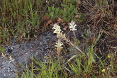 Lachenalia orchioides
