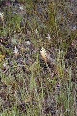 Lachenalia orchioides