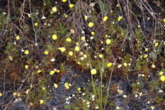Cotula pruinosa