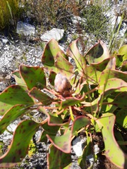 Protea cynaroides