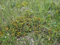 Pultenaea humilis