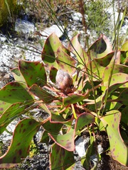 Protea cynaroides