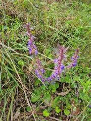 Ajuga australis