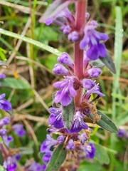 Ajuga australis