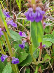Ajuga australis