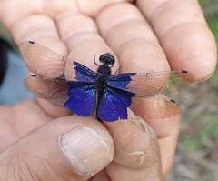 Rhyothemis triangularis