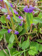 Ajuga australis