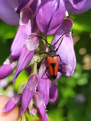 Stictoleptura cordigera