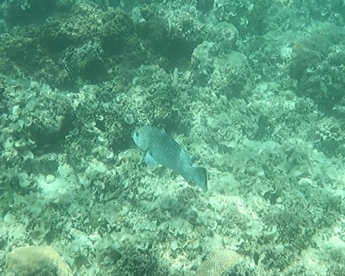ツチホゼリ