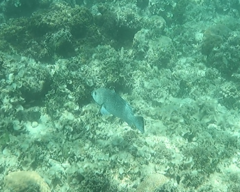 ツチホゼリ