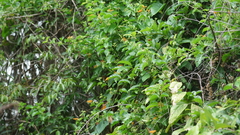 Cirrochroa tyche mithila