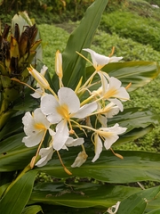 Hedychium flavescens