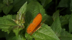 Cirrochroa tyche mithila