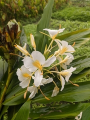 Hedychium flavescens