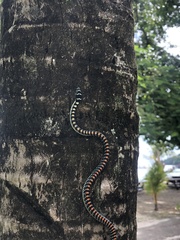 Chrysopelea paradisi