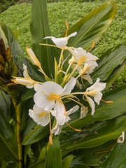 Hedychium flavescens