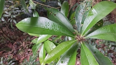 Ardisia sieboldii