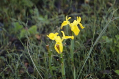 Moraea neglecta