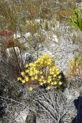Leucadendron xanthoconus
